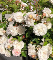 SCENTIFALL BLUSH ROSE Sydney's Plant Market